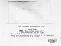 Camillea tinctor image
